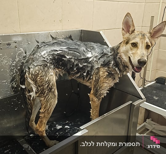 כלב באמבטיה עם סבון על הפרווה